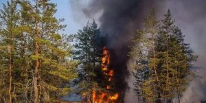 Лісова пожежа